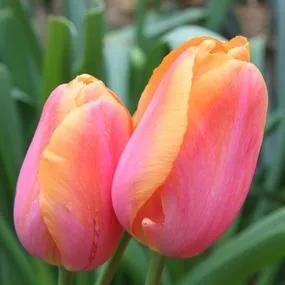 Dordogne Tulip (Tulipa Dordogne) Img 2